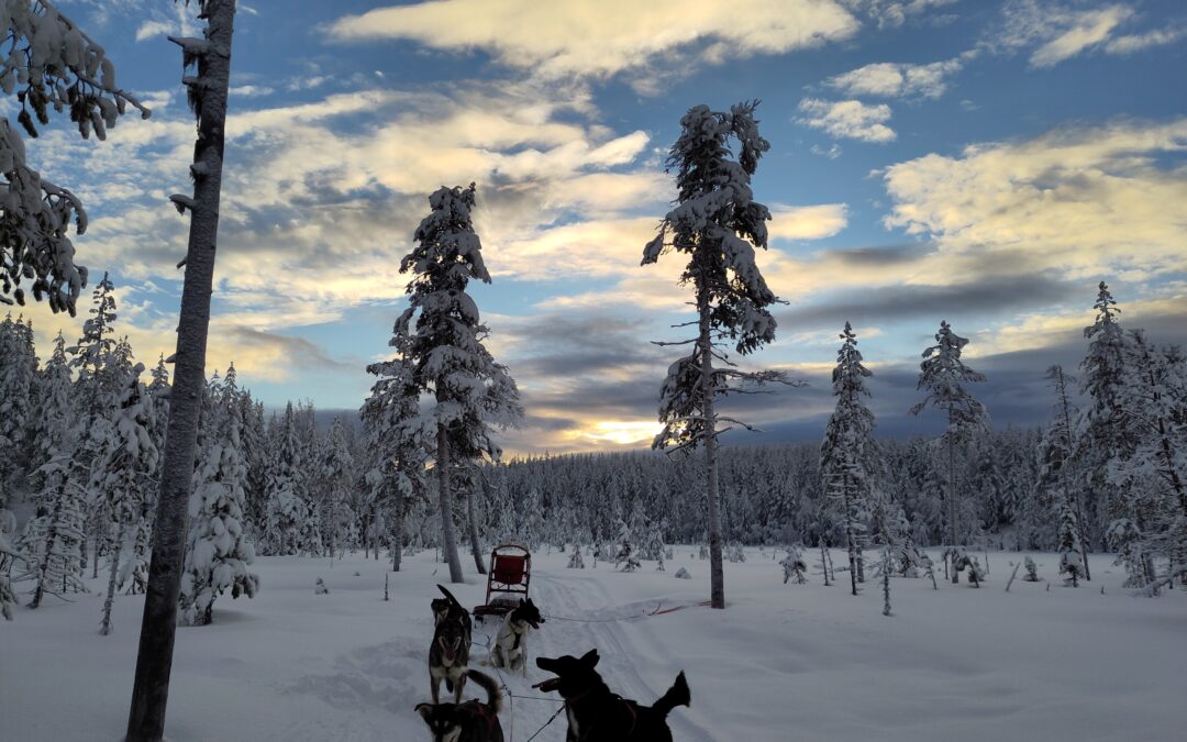 10 Monate Huskyfarm in Bildern