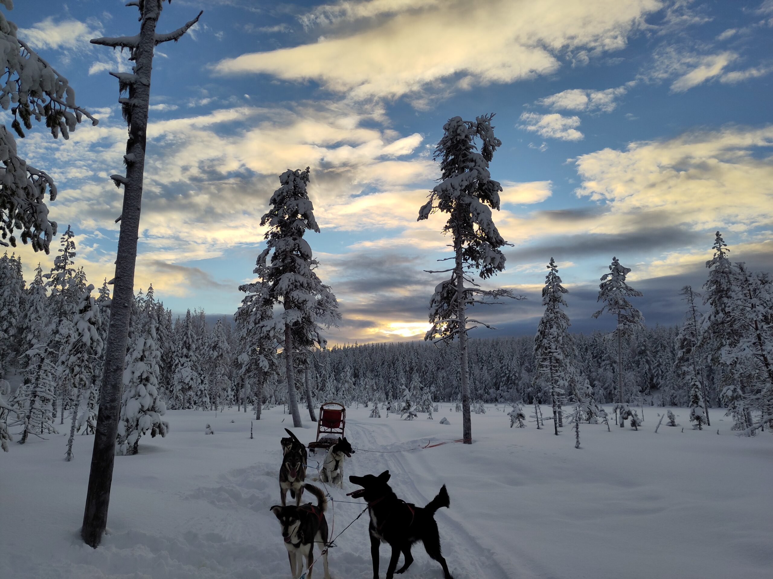 10 Monate Huskyfarm in Bildern